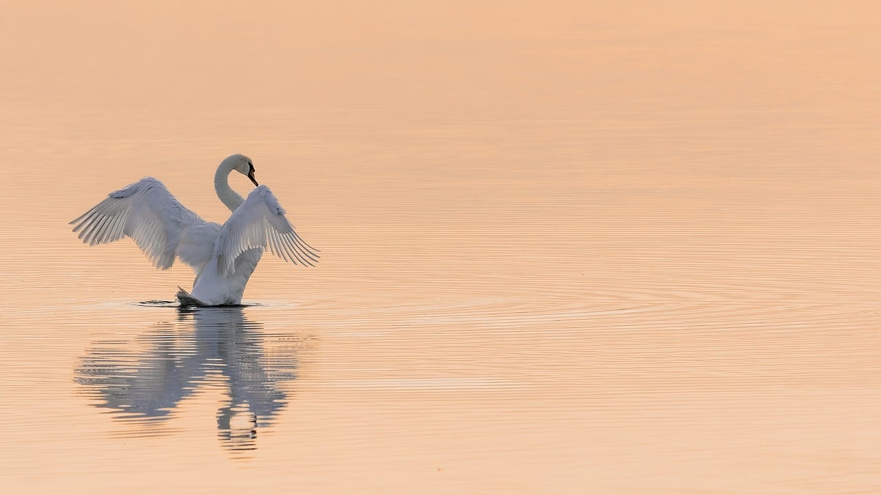 The Role of Blockchain in Protecting Wildlife and Nature